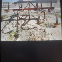 پنچه غازی سالم