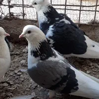 ۶تایکجا|پرنده|نهاوند, |دیوار