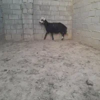 بره قوچی خوشکل و خوشتیپ جنس دار|حیوانات مزرعه|تربت جام, میان جام|دیوار