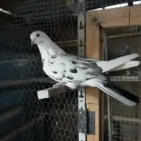 کفتر خال پیس