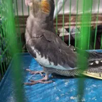 دوتا عروس هلندی فقط  ۱۲۰۰