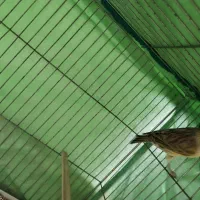 قناری ماده|پرنده|هشتگرد, شهرک راه آهن|دیوار