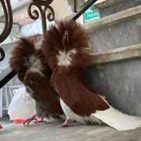 پرنده های زینتی جاکوبین لاهور|پرنده|قم, انصارالحسین|دیوار