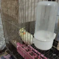 دونع 700|پرنده|ایلام, |دیوار