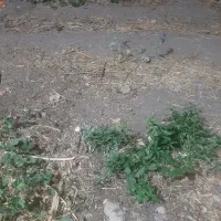 زمین شهرستان کهک روستای میم