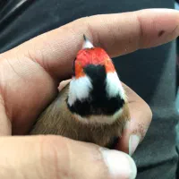 قناری نر سهره محاجر|پرنده|اردبیل, |دیوار