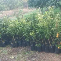 نهال مرکبات قیمت استثنایی|خدمات باغبانی و درختکاری|کومله, |دیوار