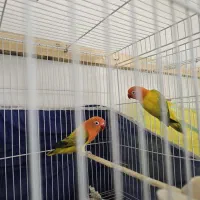 کوتوله برزیلی گرین اپلاین