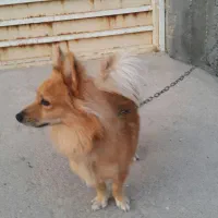 سگ نژادپامراشپیتز