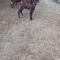 بزغاله نر|حیوانات مزرعه|کوهدشت, |دیوار