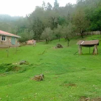 زمین مسکونی پلاک اول جنگل  ماسال