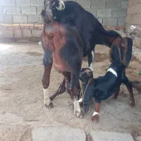 بز دوقلوزا