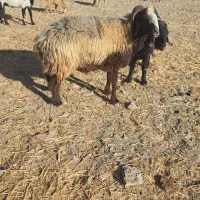 گوسفند قوچ و بره نر|حیوانات مزرعه|بندرعباس, |دیوار