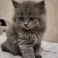 بریتیش بلو ماده