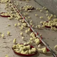 به یک کارگر جهت کار در مرغداری نیازمنیدم