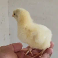 کارگر .ماهر.مرغداری