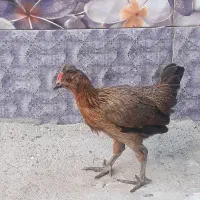مرغ و خروس
