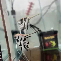 ماهی انجل مولد