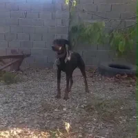 سگ شکاری فول