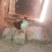 سده و طوقی