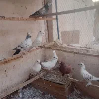 کفتر