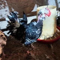 تولید و فروش عمده  جوجه گلین گردن لختی کاکلی