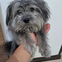 واگزاری رایگان سگ پامرین شیتزو