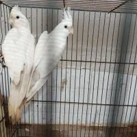 عروس هلندی آلبینو نر|پرنده|قم, شاد قلی|دیوار