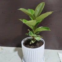 فیکوس الاستیکا