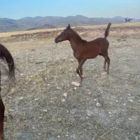 کره اسب عرب