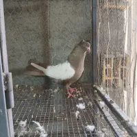 کفتر کبوتر سفید چشم نوک سفید سینه ای|پرنده|خمینی‌شهر, |دیوار