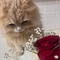 پرشین دال فیس|گربه|قزوین, |دیوار