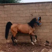 اسب نریان درهشور|اسب و تجهیزات اسبسواری|دزفول, |دیوار