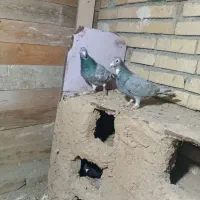 یک جفت کفتر سرور|پرنده|گلبهار, بیزکی|دیوار