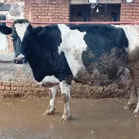 گاو شیری درجه یک