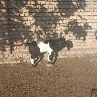 بزغاله ماده ،جنس دار مخصوص داشتی|حیوانات مزرعه|آق قلا, |دیوار