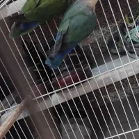 کوتوله برزیلی جفت مولد جوان تخمگذار