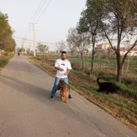 ماده ژرمن شوداین مو بلند وارداتی بفروش میرسد