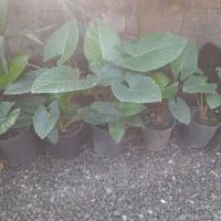 گل بابا آدم|گل و گیاه طبیعی|رحیمآباد, |دیوار