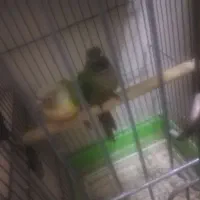 سه جفت گرینجیک فروشی و یک جفت ملنگو|پرنده|ارومیه, |دیوار