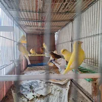 قناری طلایی|پرنده|رشت, منظریه|دیوار