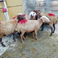 گوسفند میش|حیوانات مزرعه|کلیائی, |دیوار