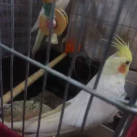 عروس هلندی لوتینو و سینامون|پرنده|قدس, شهرقدس|دیوار