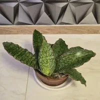 گیاهان آپارتمانی و کلکسیونی|گل و گیاه طبیعی|مشکیندشت, |دیوار