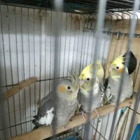 گرینچیک عروس هلندی قناری|پرنده|اردبیل, |دیوار