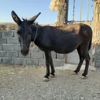 الاغ ماده مصری جوان