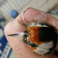 فروش یه عدد  سهره نر ودوعددماده