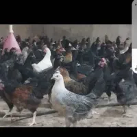 فروش جوجه دورگ ۴۰روزه به قیمت ۱۲۰ومحلی ۱۷۵