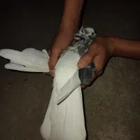 کفتر تکپر ماده|پرنده|مینودشت, |دیوار