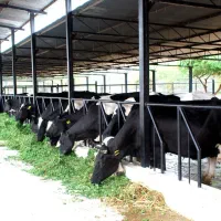 اجاره دامداری 300 راسی گاو